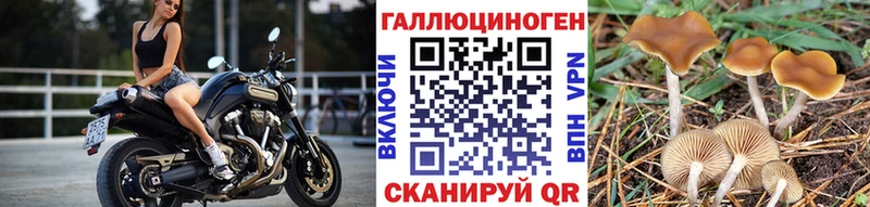 Купить где  Беломорск  Галлюциногенные грибы Psilocybe 